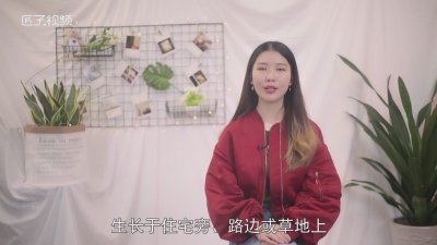 ​曼陀罗花语象征与寓意 曼陀罗花的寓意及象征