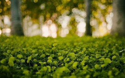 ​小心植物“报复” 植物也会吃醋