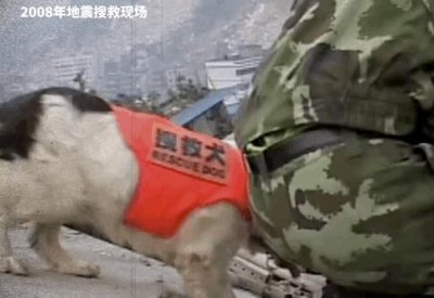 ​泪目！汶川地震中67只搜救犬已全部离世……致敬英雄犬