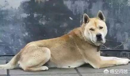 中国十大优秀猎犬排行榜，秒杀国外宠物狗十几条街，你都见过吗？