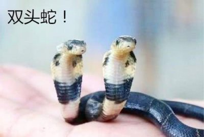 ​传说中的“双头蛇”竟真的存在，仅能存活一周左右，十分罕见！