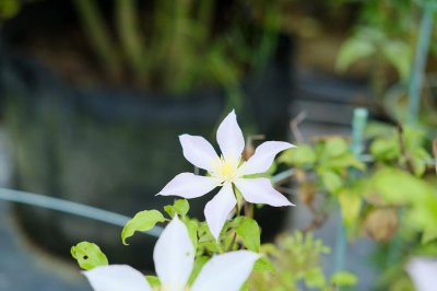 ​沧州适合养什么花，市花和市树是什么