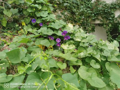 ​牵牛花的资料，牵牛花又叫什么花