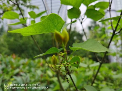 ​丁香花如何给水，丁香花根部积水怎么办