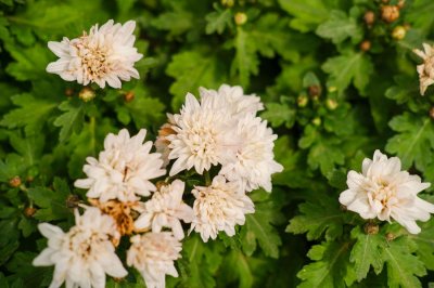 ​菊花花期需要施肥吗