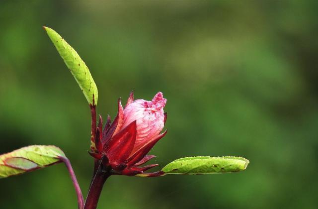 别养玫瑰了，阳台摆盆“洛神花”，整个房间香喷喷，还能泡茶喝