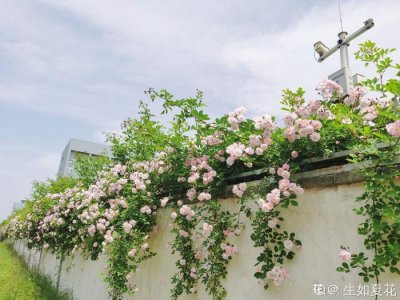 ​学会养护5步法，月季嗖嗖满架爬，整面花墙太好看