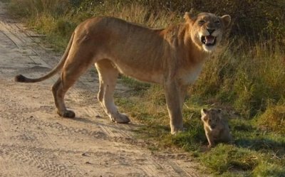 ​狮子妈妈带着幼狮出来散步，有爱互动被网友直呼“母爱爆棚”！