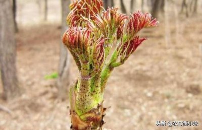 ​长在农村的42种野菜