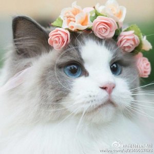 ​“猫黛丽赫本”！这只喵自带仙女属性