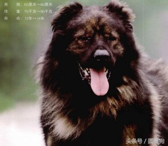 ​世界名犬-高加索犬（畜牧犬）