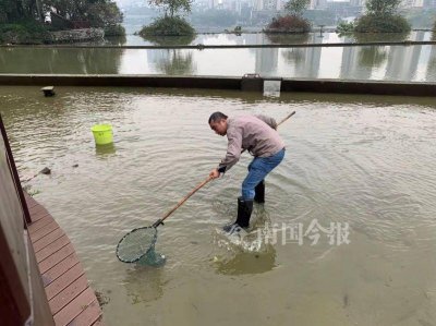 ​柳州又现“食人鱼”？这公园水池捞起凶猛怪鱼，满口利齿模样吓人