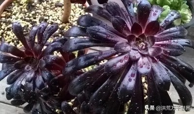 ​56种法师系列多肉植物图片对照！收藏慢慢看吧