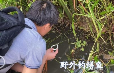 ​鳝鱼能长多大？广东男子“打野”捉到巨型鳝鱼，比胳膊还粗