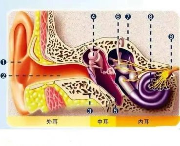 ​耳朵的结构与功能