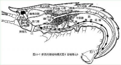 ​小龙虾里面的虾黄是什么？能吃吗？