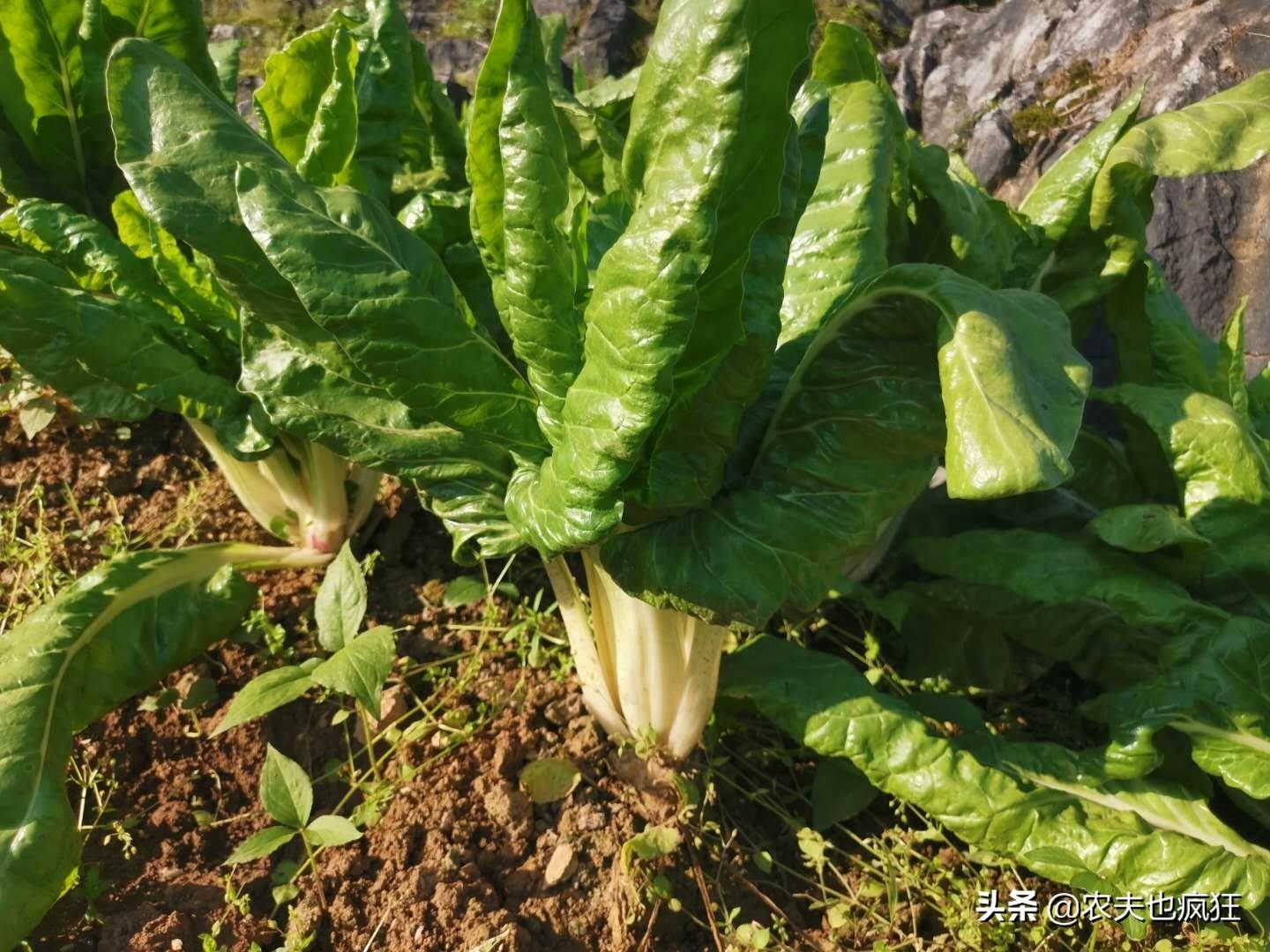 此菜叫“厚皮菜”，粗纤维含量高，1斤卖4元，不吃肉也要买点