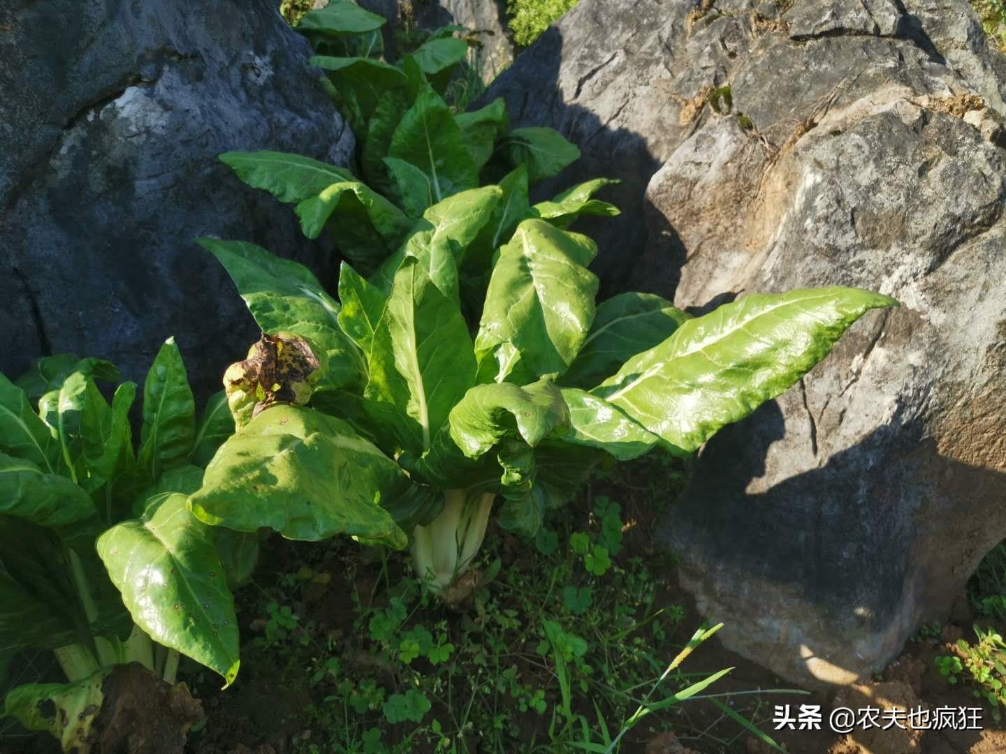 此菜叫“厚皮菜”，粗纤维含量高，1斤卖4元，不吃肉也要买点